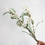 Flowering Eucalyptus Branch