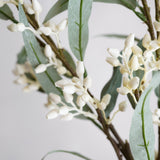 Flowering Eucalyptus Branch